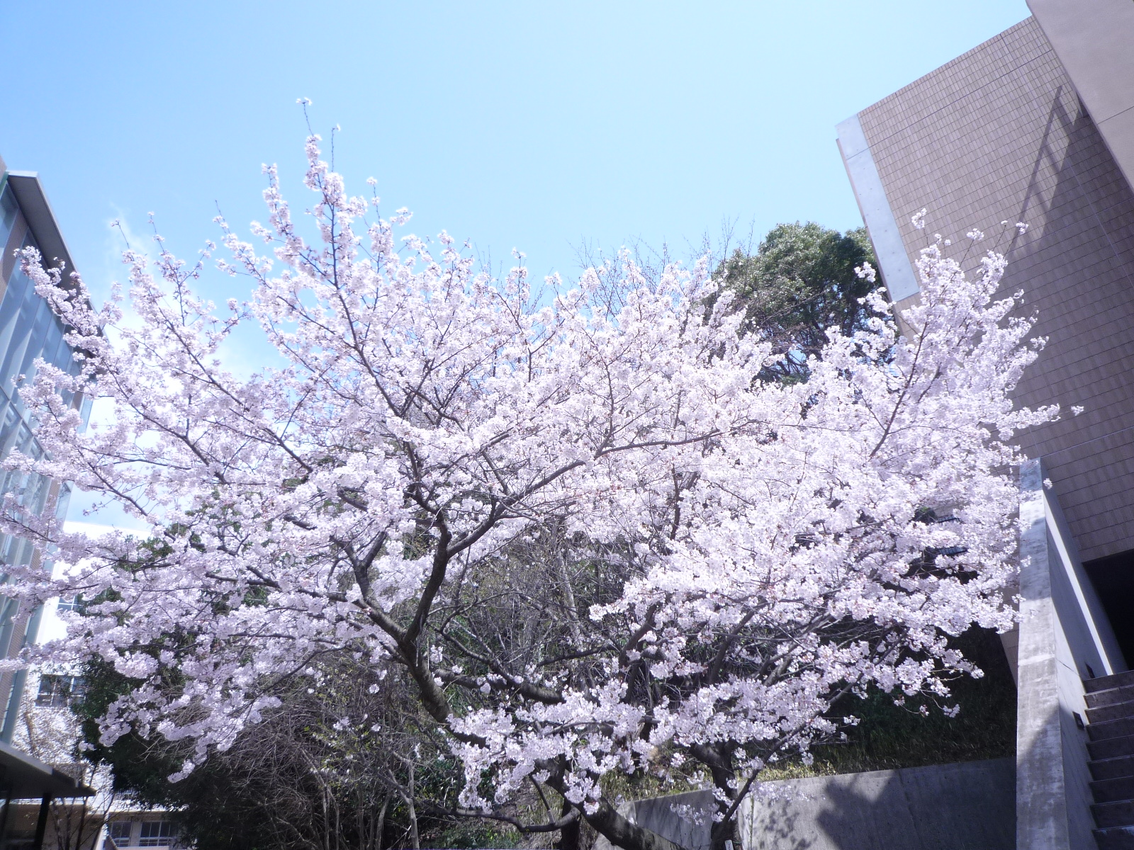 http://www.kobe-tokiwa.ac.jp/univ/blog/P1030343.JPG