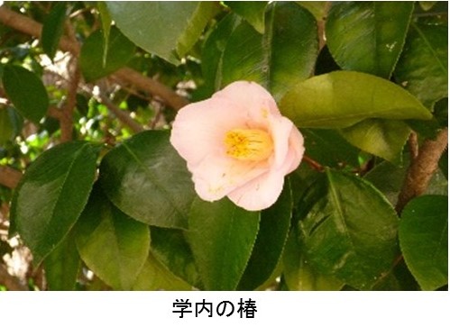 http://www.kobe-tokiwa.ac.jp/univ/blog/b3.JPG