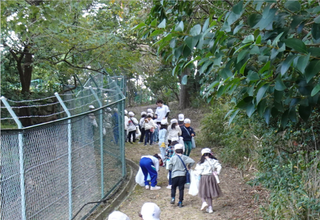 ここには多くのマテバシイのどんぐりがありました。