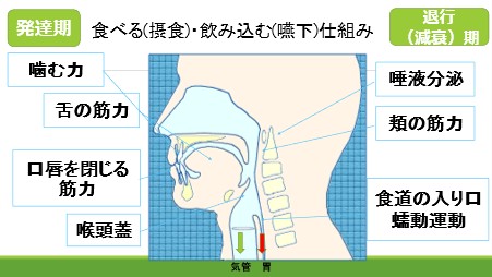 【口腔保健学科】江崎教授が「お口のミニ講話会」を開催されました