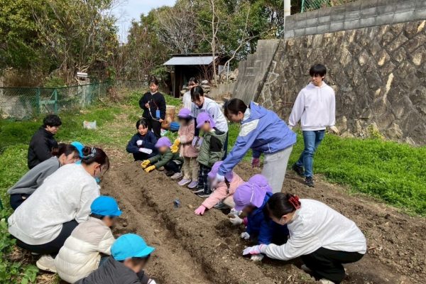 ときわ幼稚園児と「ときわの畑」でジャガイモの種芋を植えました